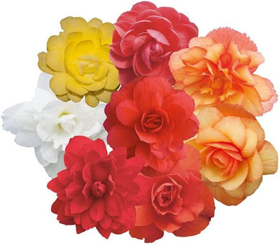 CYBEXIS PAU-11 - Begonia - Illumination Mix - (30 Seeds) Seed(30 per packet)