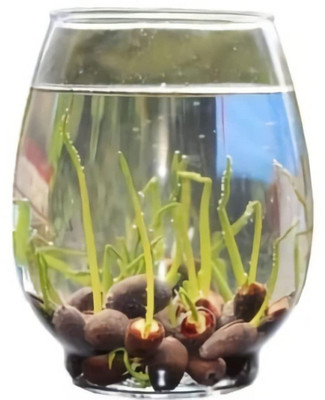 VibeX KGF -71 - Aquatic Hardy Water Lily Lotus - (30 Seeds) Seed(30 per packet)