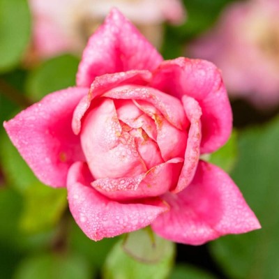 Qualtivate ICRA-3A Double Pink Knock Out Rose Seeds Seed(25 per packet)