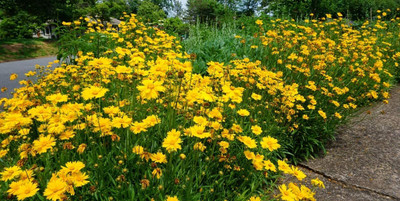 Aywal Coreopsis flower Seed(50 per packet)