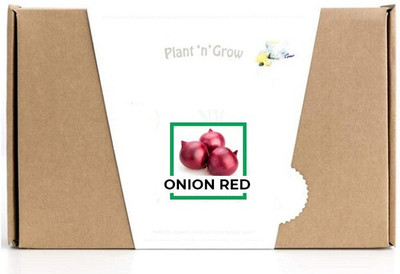 CYBEXIS Onion Red-500 Seeds Seed(500 per packet)