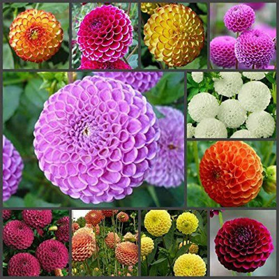 CYBEXIS XLL-35 - Dahlia Pompon Mix - (180 Seeds) Seed(180 per packet)