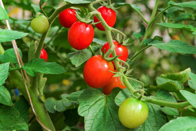 KOO Retails tomato Seed(60 per packet)