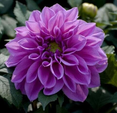 LPR DAHLIA Seed(20 per packet)