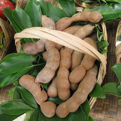 CYBEXIS Seeds, Tamarind Seeds Sweet Prolific Excellent100 Seeds Seed(100 per packet)