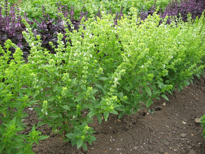 Qualtivate TLX-13 Bush Basil Seeds Seed(1000 per packet)