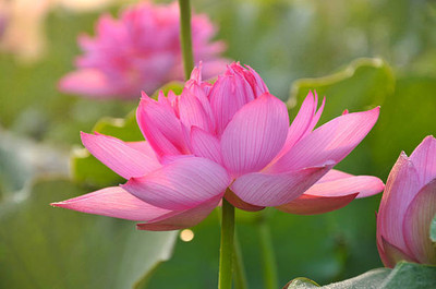 SAFRONI lotus,kamal gatta Seed(14 per packet)
