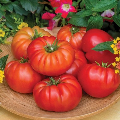 CYBEXIS KGF -54 - Madame Marmande' Hybrid Slicing Tomato - (1350 Seeds) Seed(1350 per packet)