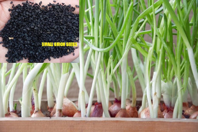 WILLVINE Shallots Hybrid Small Onion Seeds-[400 Seeds] Seed(400 per packet)