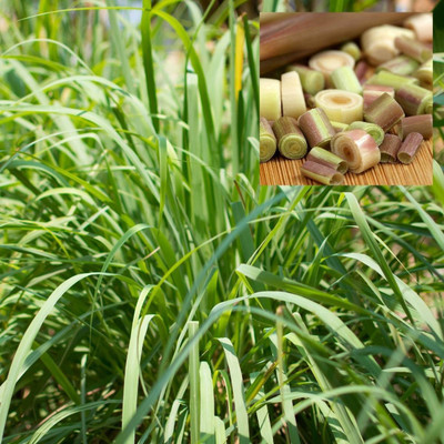 CYBEXIS NBIR-42 - LEMONGRASS /Malabar Grass - (2250 Seeds) Seed(2250 per packet)