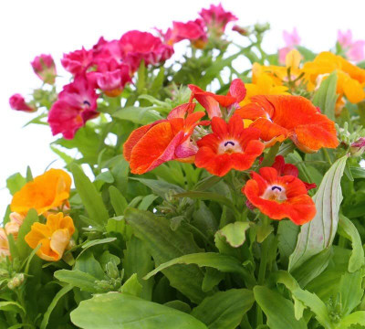 Epazo Nemesia- Genus Of Annual Perennials Garden Path Garden Seed(24 per packet)