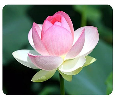 VibeX VXI-36 - Lotus Flower - (270 Seeds) Seed(270 per packet)