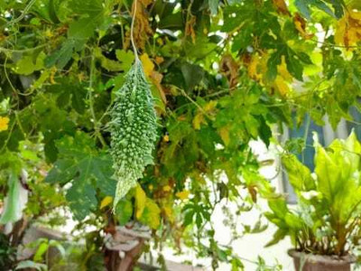 Paudhaa F1 BEST QUALITY BITTER GOURD SEEDS Seed(25 per packet)