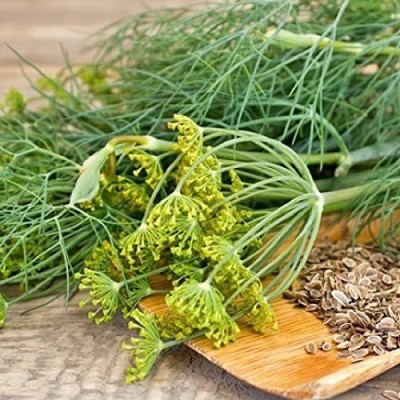 VibeX LXI-73 - Mammoth Long Island Dill - (2250 Seeds) Seed(2250 per packet)