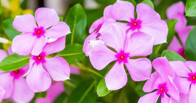 Lorvox Hybrid Imported Vinca Flower Seed(15 per packet)