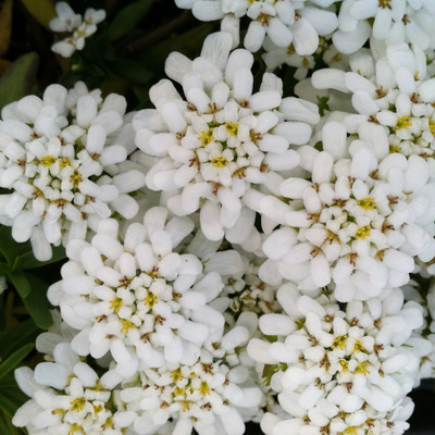 CEZIUS Iberis ‘Snowflake’ – Candytuft Seed(100 per packet)