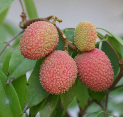 Aywal Litchi, Lichi, Lychee Seed(7 per packet)