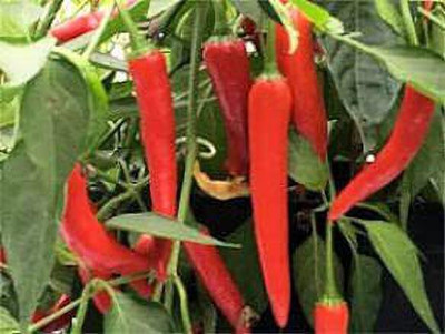 KANAYA Moti Mirch/Pepper Green Hybrid Seed(675 per packet)