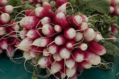 CYBEXIS Radish seeds FRENCH BREAKFAST 2400 Seeds Seed(2400 per packet)