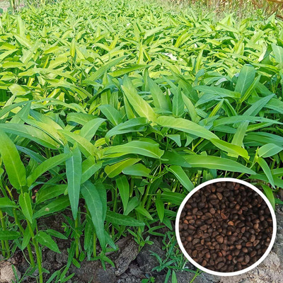 Seedsilk Kangkong Water Spinach Seed(100 per packet)