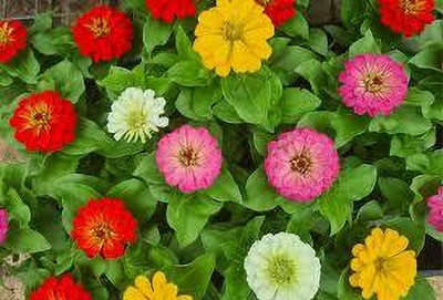 Seedsqlty zinnia flower seeds red, high germination (25 seeds) Seed(25 per packet)