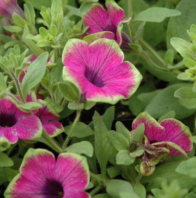 Dasstore Pituniya multiple colour flower seeds (pack of 50) Seed(50 per packet)