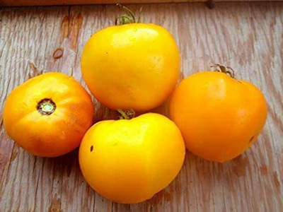 CYBEXIS F1 Hybrid Orange Tomato Seeds2000 Seeds Seed(2000 per packet)