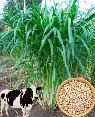 HYBRID 1kg makkhan jwar grass height 9-10 feet very testy grass seeds more milk Seed(1 per packet)