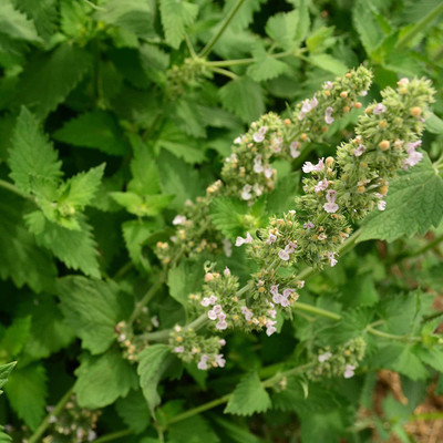 CYBEXIS GUA-49 - Catnip - (1500 Seeds) Seed(1500 per packet)