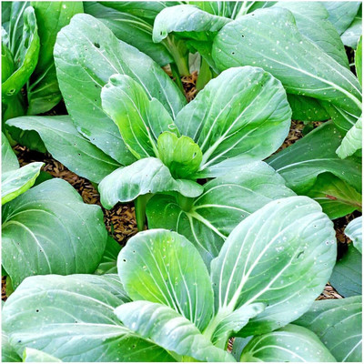 WILLVINE VMR -V Pak Choi Chinese Cabbage Seeds [1g] Seed(300 per packet)