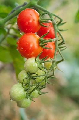 Digikida tomato Seed(55 per packet)
