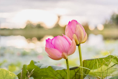 HYBRID lotus,kamal gatta Seed(10 per packet)