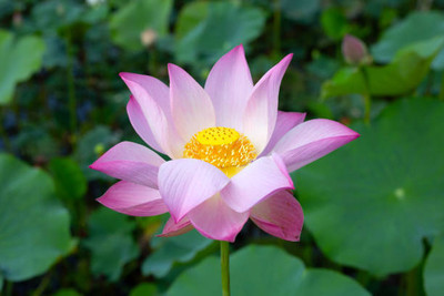 prev Lotus Seed(11 per packet)