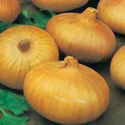 Qualtivate ICRA6-A Senshyu Onion Very popular Japanese Onion Seed(500 per packet)