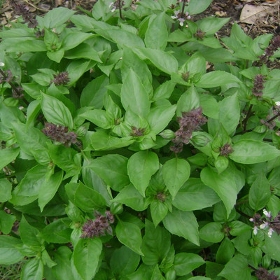 WILLVINE Heirloom Herb Seeds Cinnamon Basil(Ocimum basilicum)-[2000 Seeds] Seed(2000 per packet)