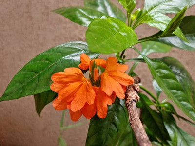 Divyansh kanakambaram-firecracker-crossandra Seed(19 per packet)