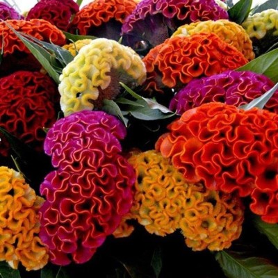 KANAYA Cockscomb Mix Color Flower Seed(50 per packet)