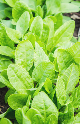 AFARTIOBINA 83 PCS SPINACH SEEDS-A02 Seed(83 per packet)
