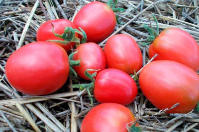 DIVINE TOMATO , TAMATAR Seed(100 per packet)