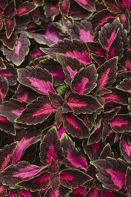 Qualtivate LX-3 Common Coleus Mixed Organic Seeds Seed(100 per packet)