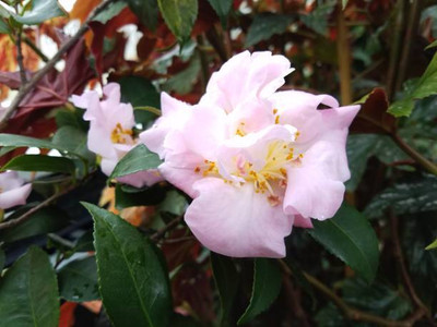 XOLDAA balsam frower Seed(20 per packet)