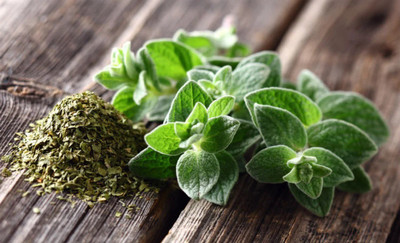 PROWSEED OREGANO - Common Oregano | Origanum Vulgare Seed(30 per packet)