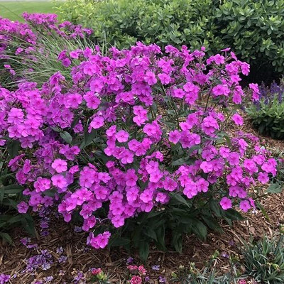 Aywal Phlox Mixed Color F1 Hybrid Seed(20 per packet)