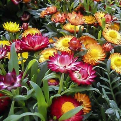 Aywal Helichrysum Seed(10 per packet)