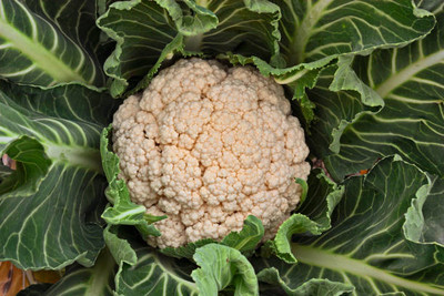Infintegreen white cauliflower,gobhee seeds Seed(13 per packet)