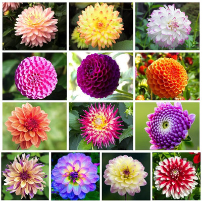 LIFELEX Dahlia Premium Quality Flower Seed(19 per packet)