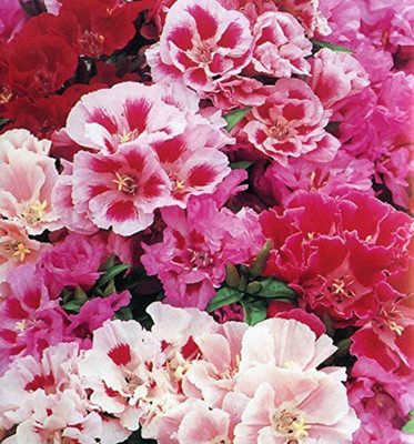 Mozette Godetia azaleaflora mix Seed(37 per packet)