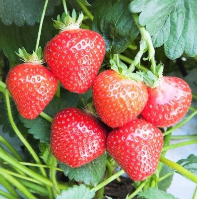 Gromax India Good Germination F1 Hybrid Strawberry Fruit Seeds For Your Home & Terrace Garden Seed(40 per packet)