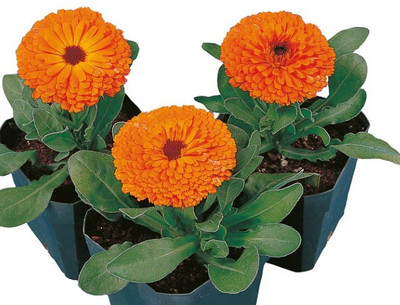 Lippy Calendula Calypso Orange W/Black Center Flower Seed(70 per packet)