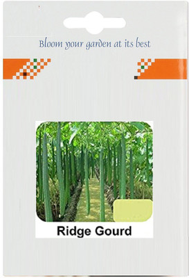CYBEXIS Ridge Gourd/Torai Dhari-100 Seeds Seed(100 per packet)
